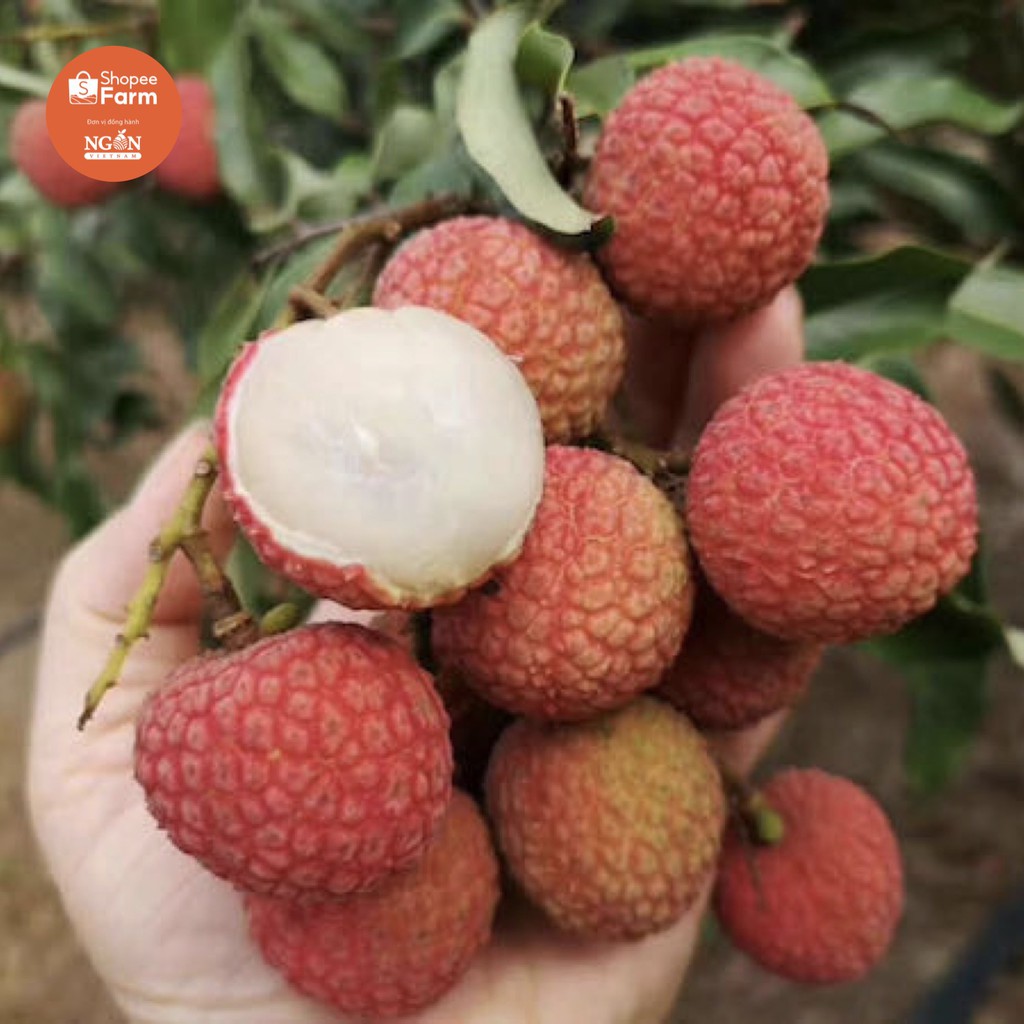 [HN] 1kg VIP PRO Vải thiều Lục Ngạn tiến vua thượng hạng ngọt sắc thơm mọng | BigBuy360 - bigbuy360.vn