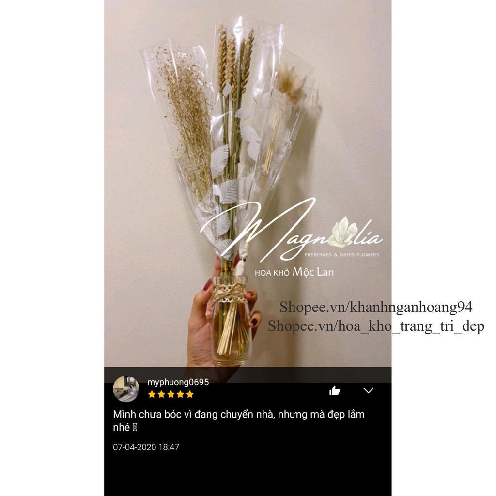 Cỏ đuôi thỏ khô 💗FREESHIP💗 Hoa khô Lagurus Bunny Tails cắm hoa, làm thiệp tặng quà sinh nhật