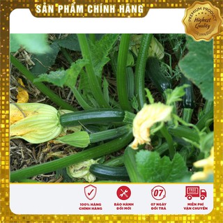 Hạt Giống Bí Ngòi Xanh ( 10 Hạt )