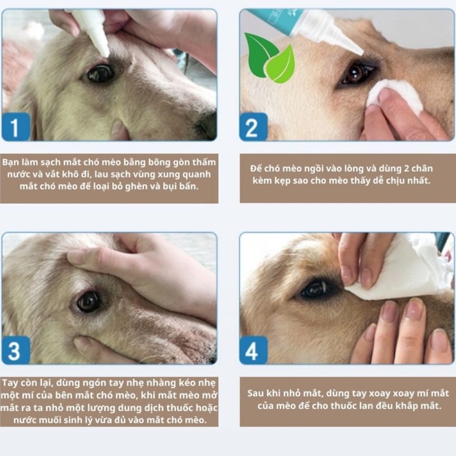 NHỎ MẮT CHÓ MÈO,SÁT KHUẨN,LÀNH VẾT THƯƠNG,CÂN BẰNG TUYẾN LỆ