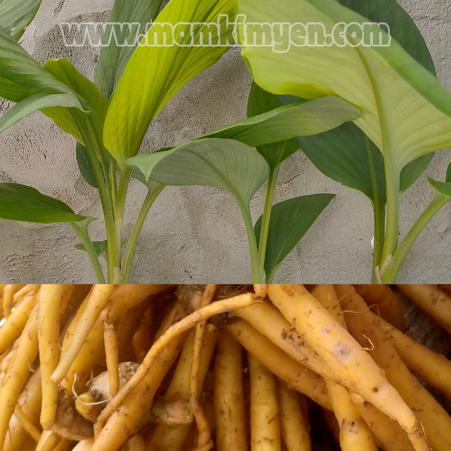 Combo 5 Cây Ngãi Bún Một Tháng Tuổi Dễ Trồng Dùng Làm Gia Vị Nấu Bún Miền Tây