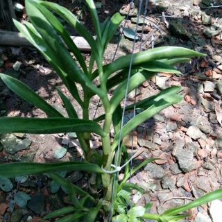 Hoa lan denro nắng thỏ hồng