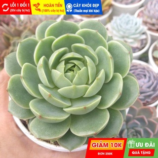 Sen đá vân mai size trung, đã thuần khí hậu nóng, khoẻ đẹp, hoàn tiền khi cây bị hư hoặc lỗi