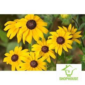 shophouse Gói 200 hạt giống hoa cúc tâm đen (susan- rudbeckia)  SHOP HOUSE  TẾT KHUYẾN MẠI