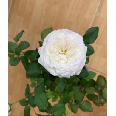 Hoa hồng ngoại Keira trắng hồng pastel hương hoa mộc dược, giao cây chậu C9 - Trang Flowers