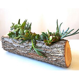 Chậy Cây Gỗ/Trang Trí Văn Phòng,Nhà Cửa/Phong Cách