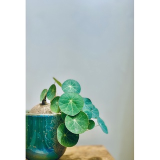 Củ bình vôi Thái - Stephania Erecta 4-5cm