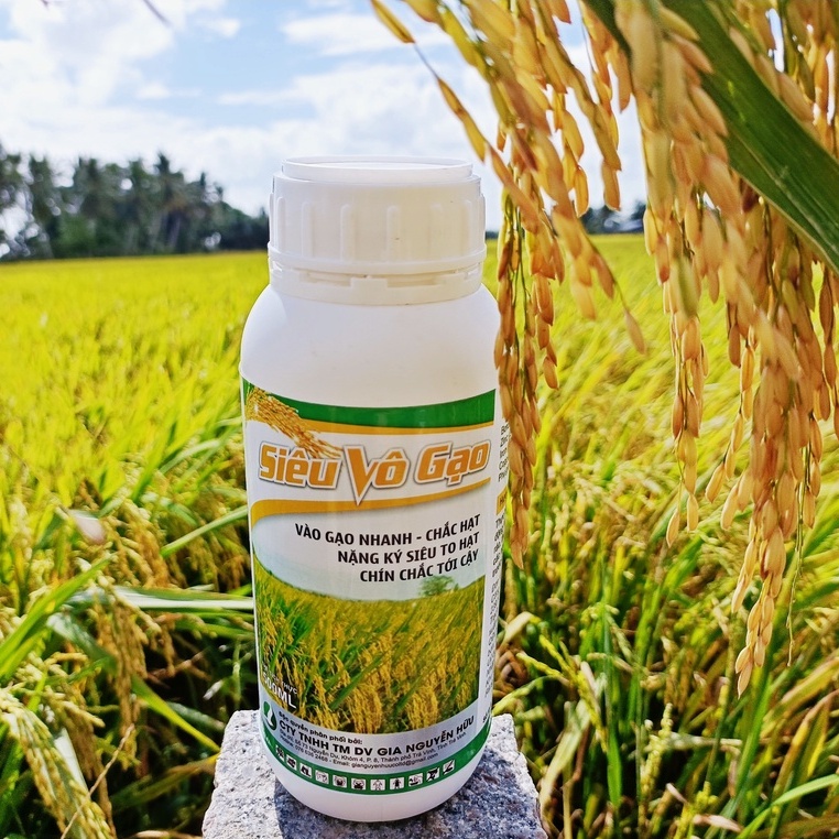 SIÊU VÔ GẠO 500ML, CÂY LÚA, VÀO GẠO NHANH, THUỐC DƯỠNG, TĂNG NĂNG SUẤT LÚA, HẠT LÚA TO, CHÍN CHẮC TỚI CẬY, LÀM ĐỒNG