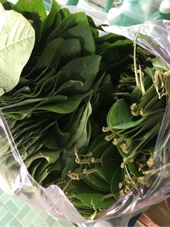 🍃🍃🍃 lá ổi tươi khô_hàng order
