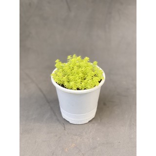 Sedum cơm xanh vàng
