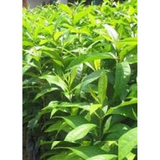 Cây Nhội giống, cây nguyên bầu , cây đẹp, giống chuẩn