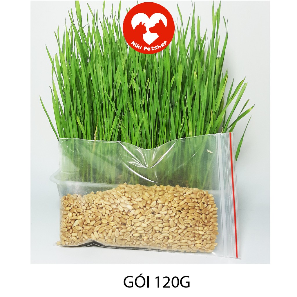 [Mã PET50K giảm Giảm 10% - Tối đa 50K đơn từ 250K] Hạt Giống Cỏ Mèo Hạt Lúa Mạch - Miki Petshop