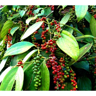Chậu Cây Giống tiêu Phú Quốc
