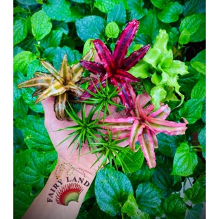 Combo 4 Dứa tiểu phụng - 3 Không khí lớn -Tặng 1 chậu Ruby với đơn hơn 250k