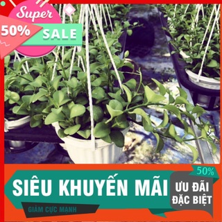 10 chậu dola treo lọc không khí