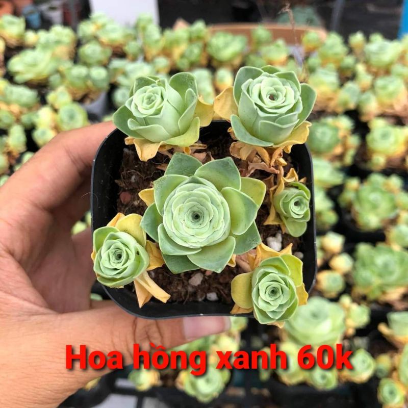 Sen Hoa Hồng Xanh