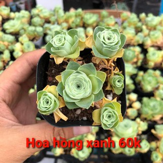 Sen Hoa Hồng Xanh