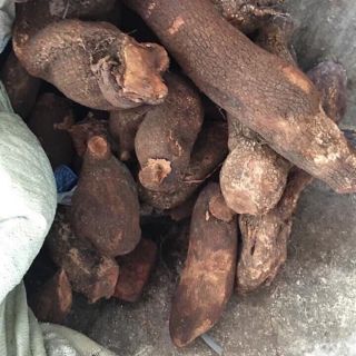 Combo 5kg tầm gửi nghiến tươi