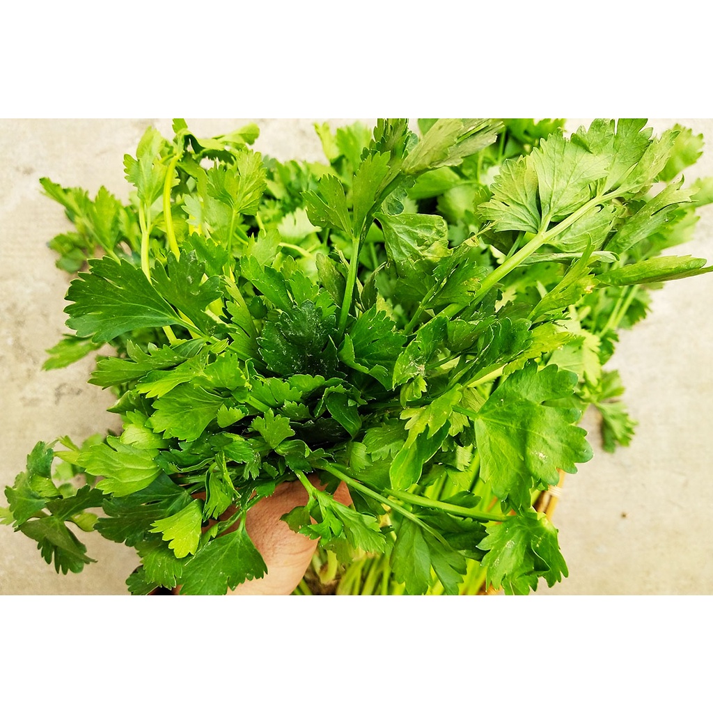 HẠT GIỐNG RAU CẦN LÁ XANH  - GÓI 10 GRAM