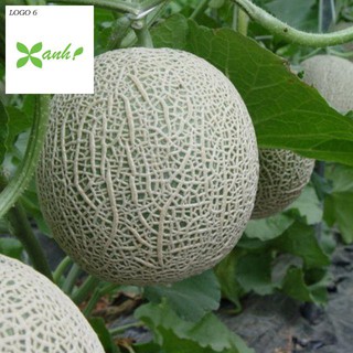Hạt giống Dưa Lưới Tròn 10 Hạt