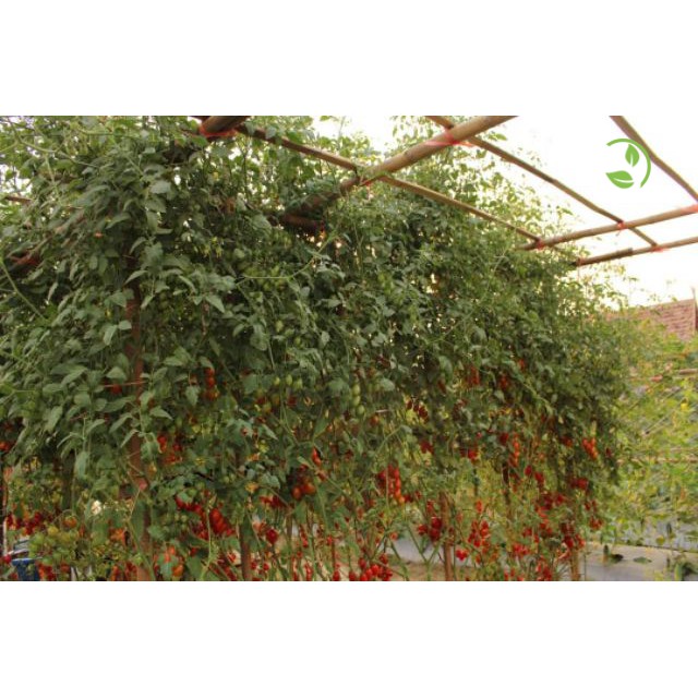 Hạt Giống Cà Chua Bi F1 PN-99 Phú Nông - Gói 0.1g - Cherry Tomato