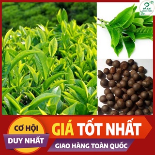 Hạt giống cây trà xanh/chè xanh_10 hạt