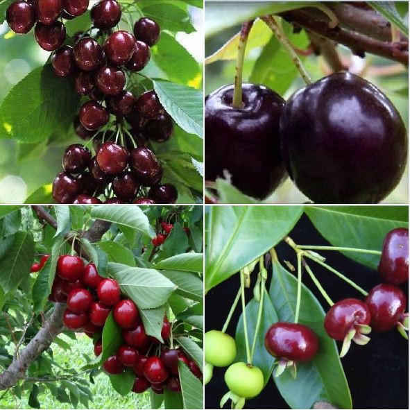 Hạt giống cherry nhiệt đới gói 10 hạt ( tặng kèm 3 viên nén ươm hạt )