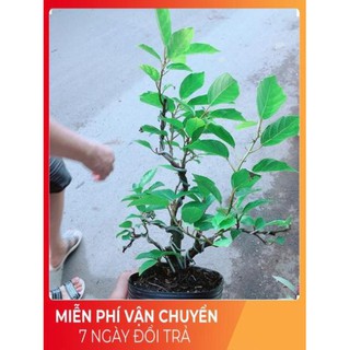 Cây Khế Bonsai