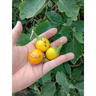 Cà Đắng Tây Nguyên  ( 1kg)