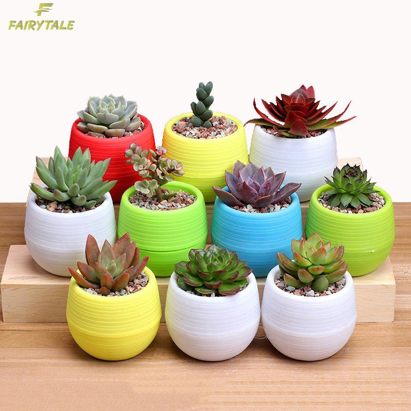 Chậu Hoa Trồng Cây Sen Đá Mini Bằng Nhựa Nhiều Màu Tùy Chọn Trang Trí Cho Văn Phòng/Sân Vườn