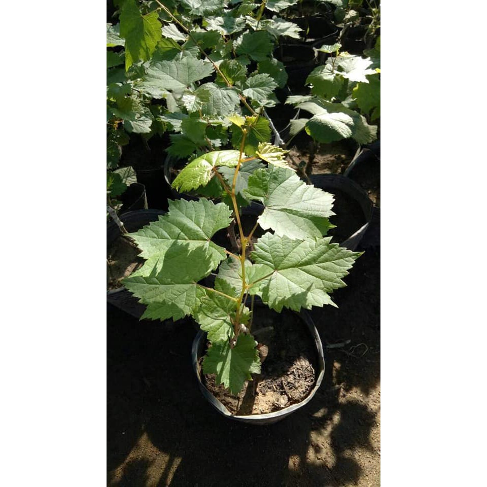 CÂY GIỐNG NHO PHÁP