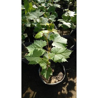 CÂY GIỐNG NHO PHÁP