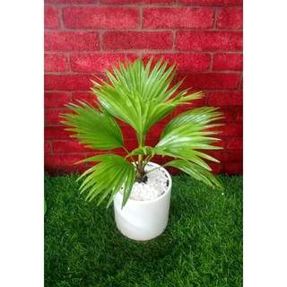 Cây cọ nhật chậu sứ trắng để bàn