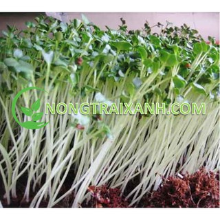 100gr - hạt giống rau mầm củ cải trắng