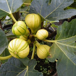 Sung Mỹ cẩm thạch (Panache)