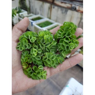 Bèo Tai Chuột - Cây Thủy Sinh