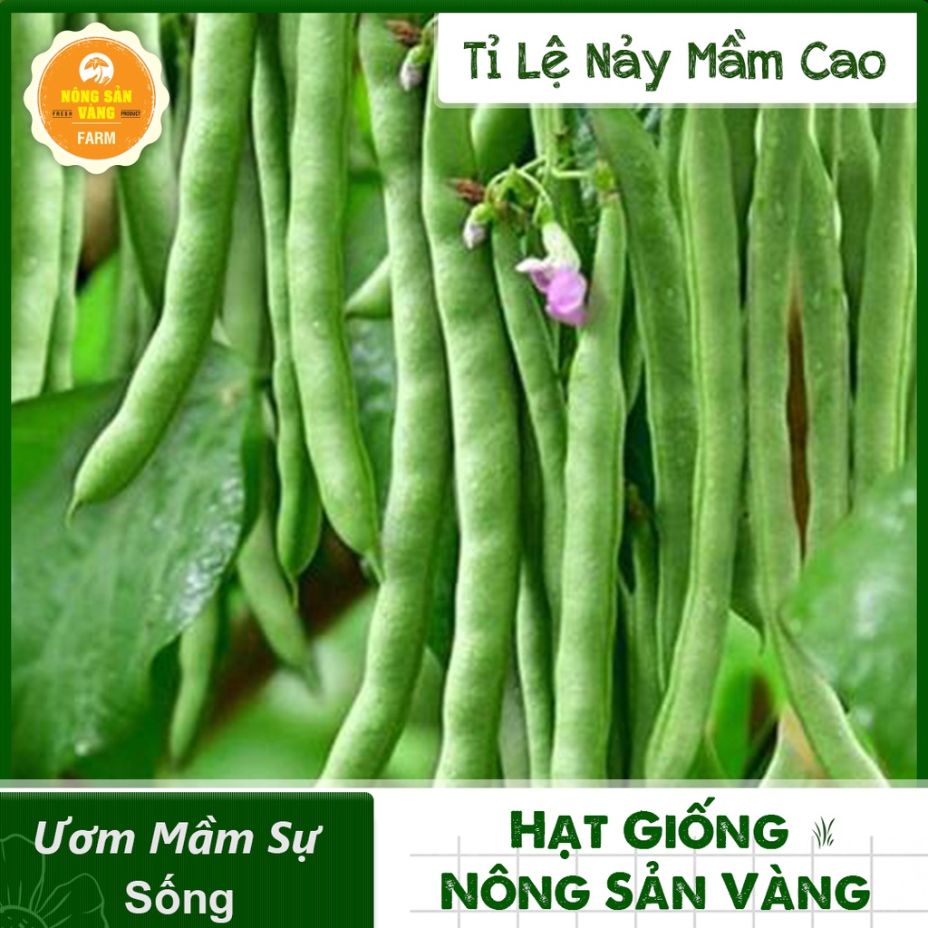 Hạt giống Đậu Cove Bụi Lùn ( Gói 10 Gram ) - Nông Sản Vàng