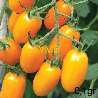 Hạt giống Cà Chua Cherry Vàng