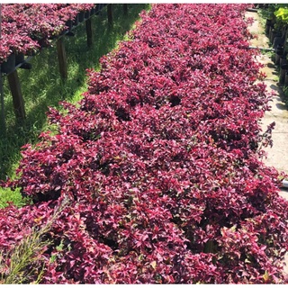 Cây ruby lá đỏ trồng công trình, cảnh quan sân vườn