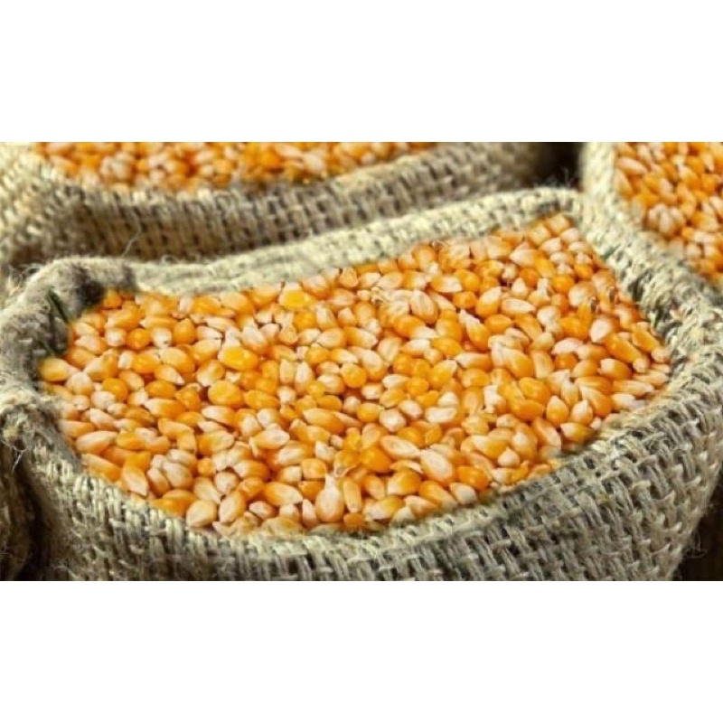 Combo 10kg Hạt Ngô  nguyên hạt sấy khô dùng làm thức ăn cho vật nuôi gà vịt, chim cảnh bồ câu và các dòng hamster