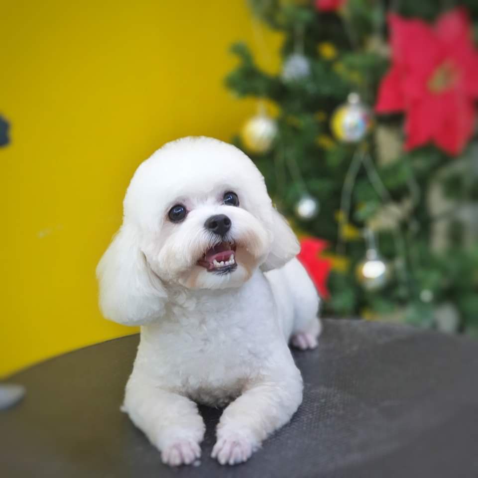 TẨY Ố LÔNG CHO CHÓ MÈO