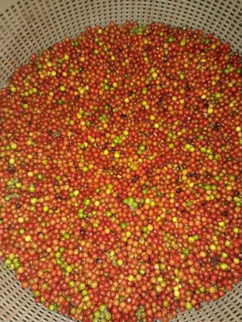 100g Tiêu đen sạch nhà trồng. Đảm bảo hạt chắc mẩy chất lượng uy tín