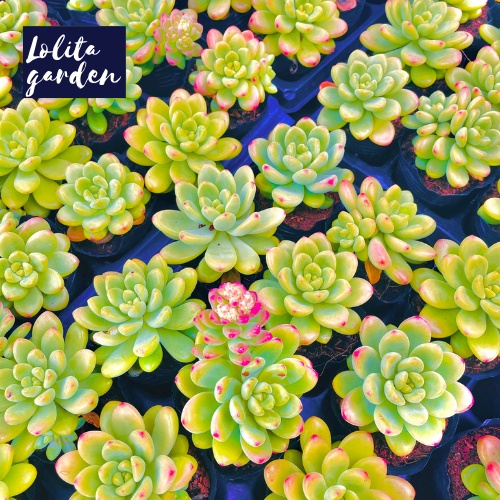 Sen đá sỏi thiên thanh xanh Đà Lạt size bé cây cảnh trang trí nhà cửa Lolita garden