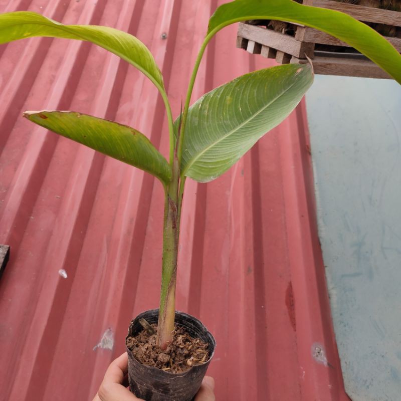 Chậu cây thiên điểu