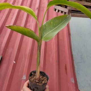 chậu cây thiên điểu(mua2 tặng thêm một cây rễ trần25cm)