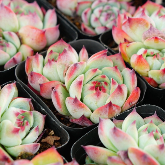 Sen đá Bánh Bao lửa 2-3 đầu 7cm GLASS GARDEN - Thuần khí hậu Đà Lạt - Lỗi 1 đổi 1 - Bao khỏe