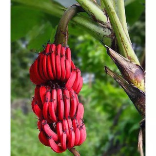 Hạt Giống Chuối Đỏ Dacca