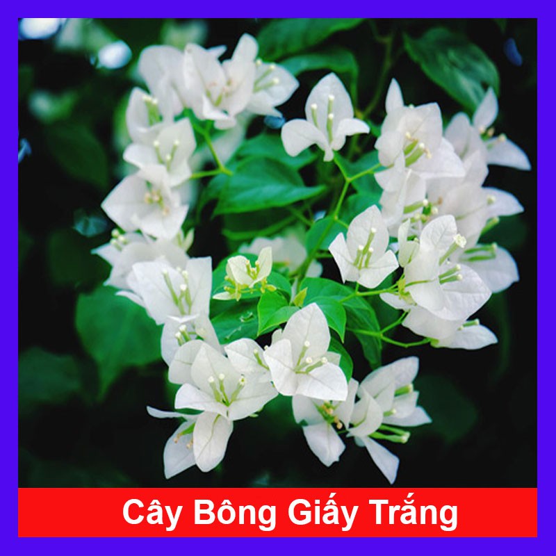 Cây Bông Giấy Trắng - Cây cảnh sân vườn + Tặng phân bón cho cây