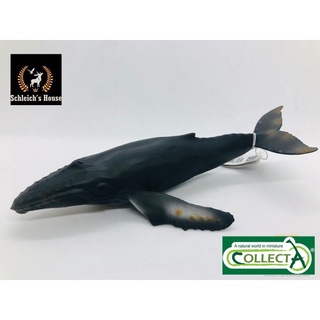 Mô hình động vật , đồ chơi con vật CollectA chính hãng Cá voi lưng gù 88347 - Schleich House