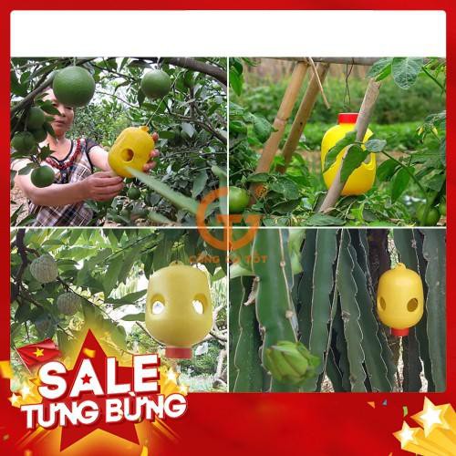 Bẫy ruồi vàng đục trái, đốt lá làm thối quả, lá hoa lan và các loại cây trồng khác nhập khẩu- chuyên dụng.
